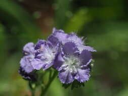 Phacelia gilioides Brand的圖片