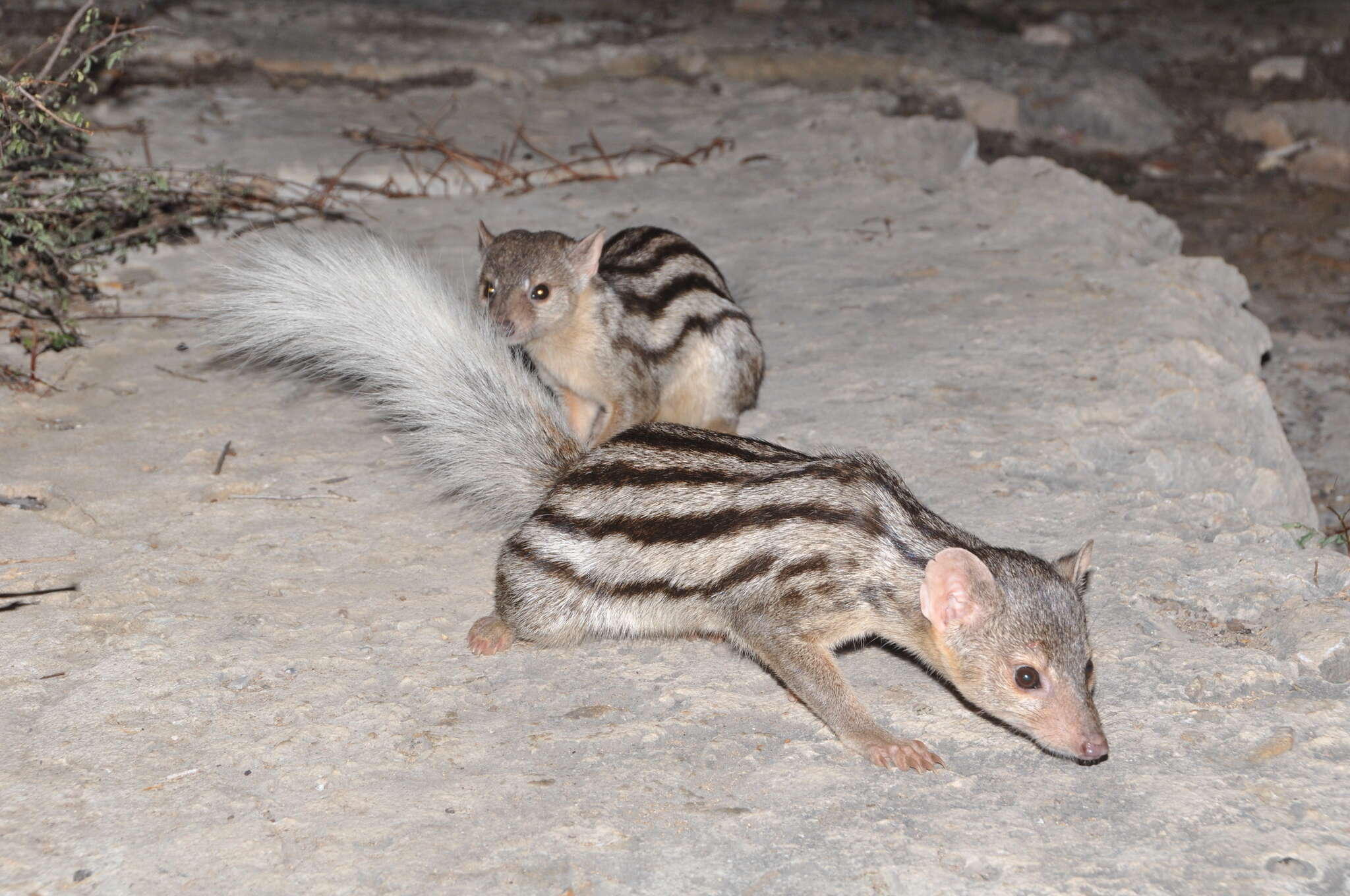 Image of Broad-striped Malagasy Mongoose