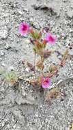 Image of Fremont's monkeyflower