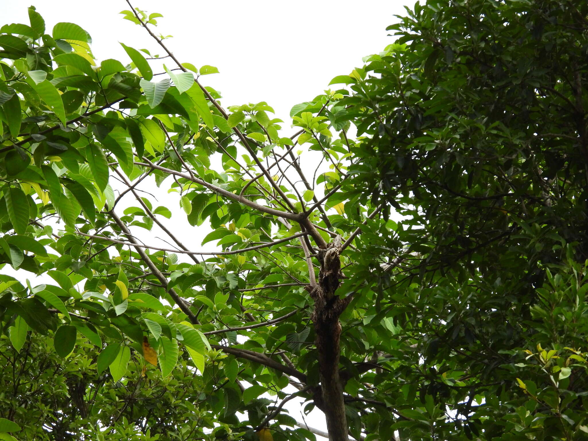 Image of Atractocarpus sessilis (F. Muell.) Puttock