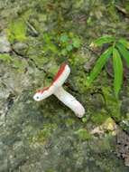 Image of Russula pseudopeckii Fatto 1998