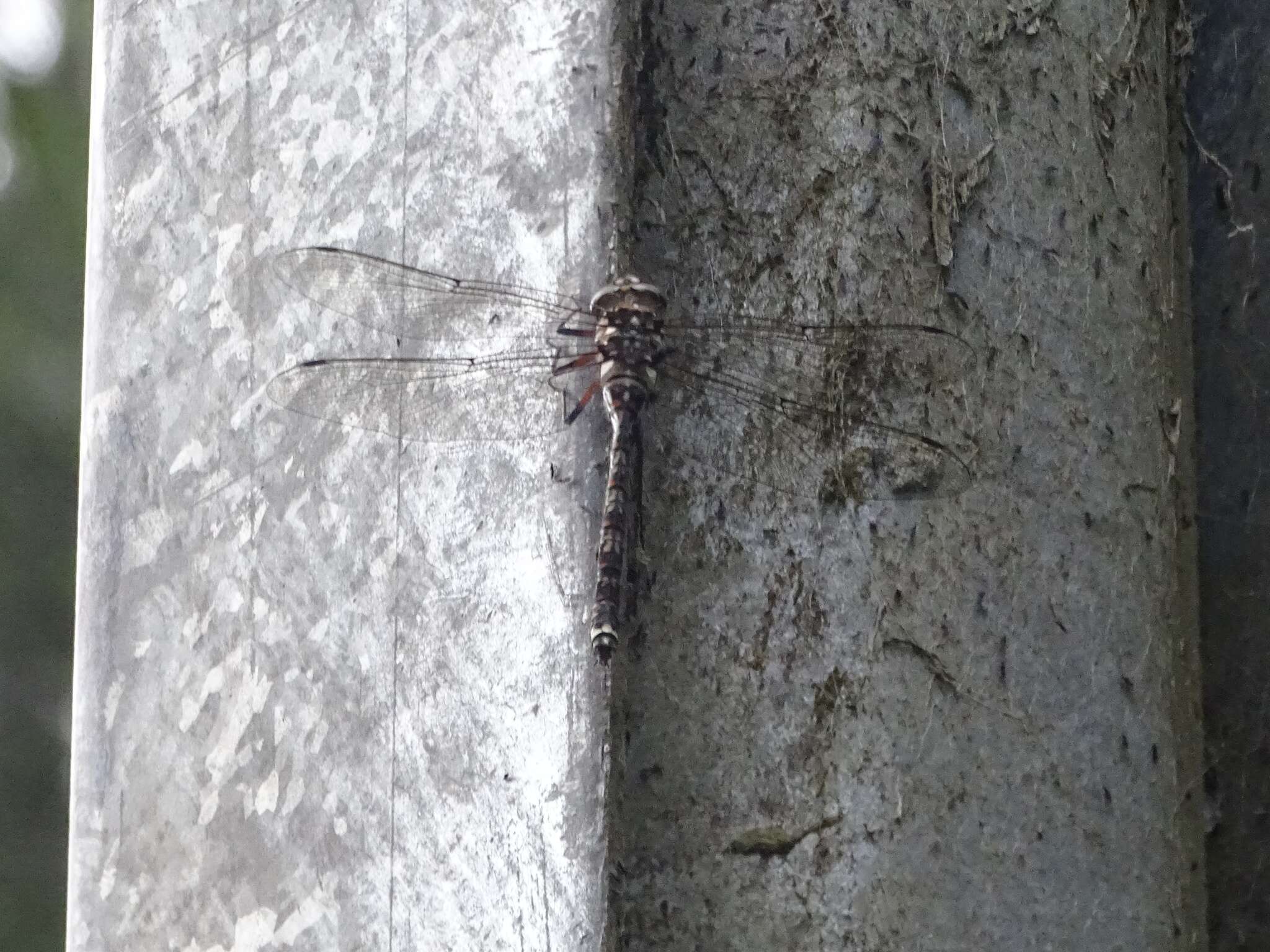 Image of Tasmanian Darner