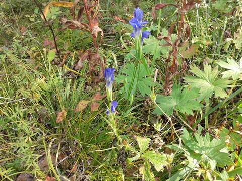 Gentianopsis barbata (Froel.) Ma的圖片