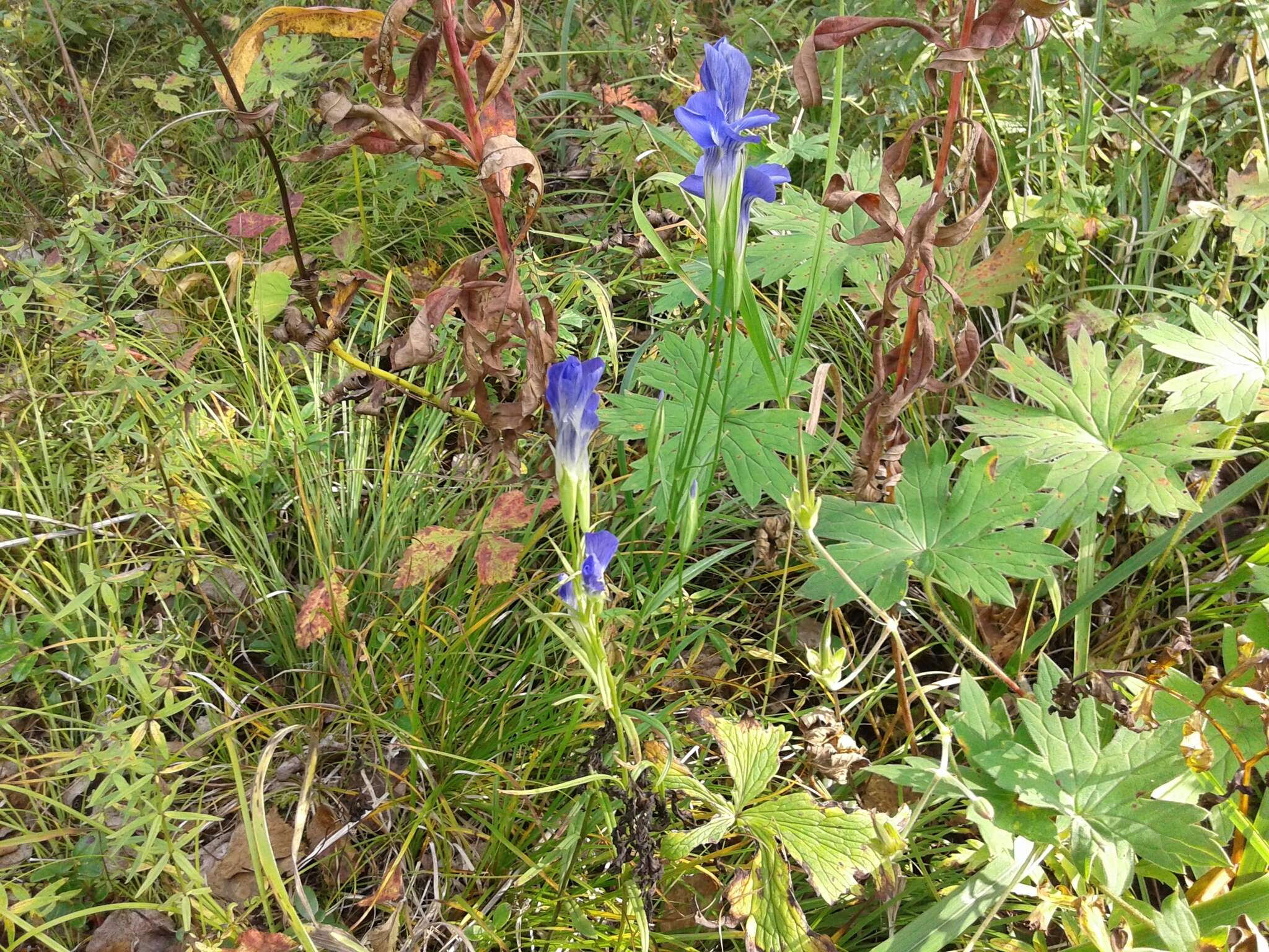 Gentianopsis barbata (Froel.) Ma的圖片