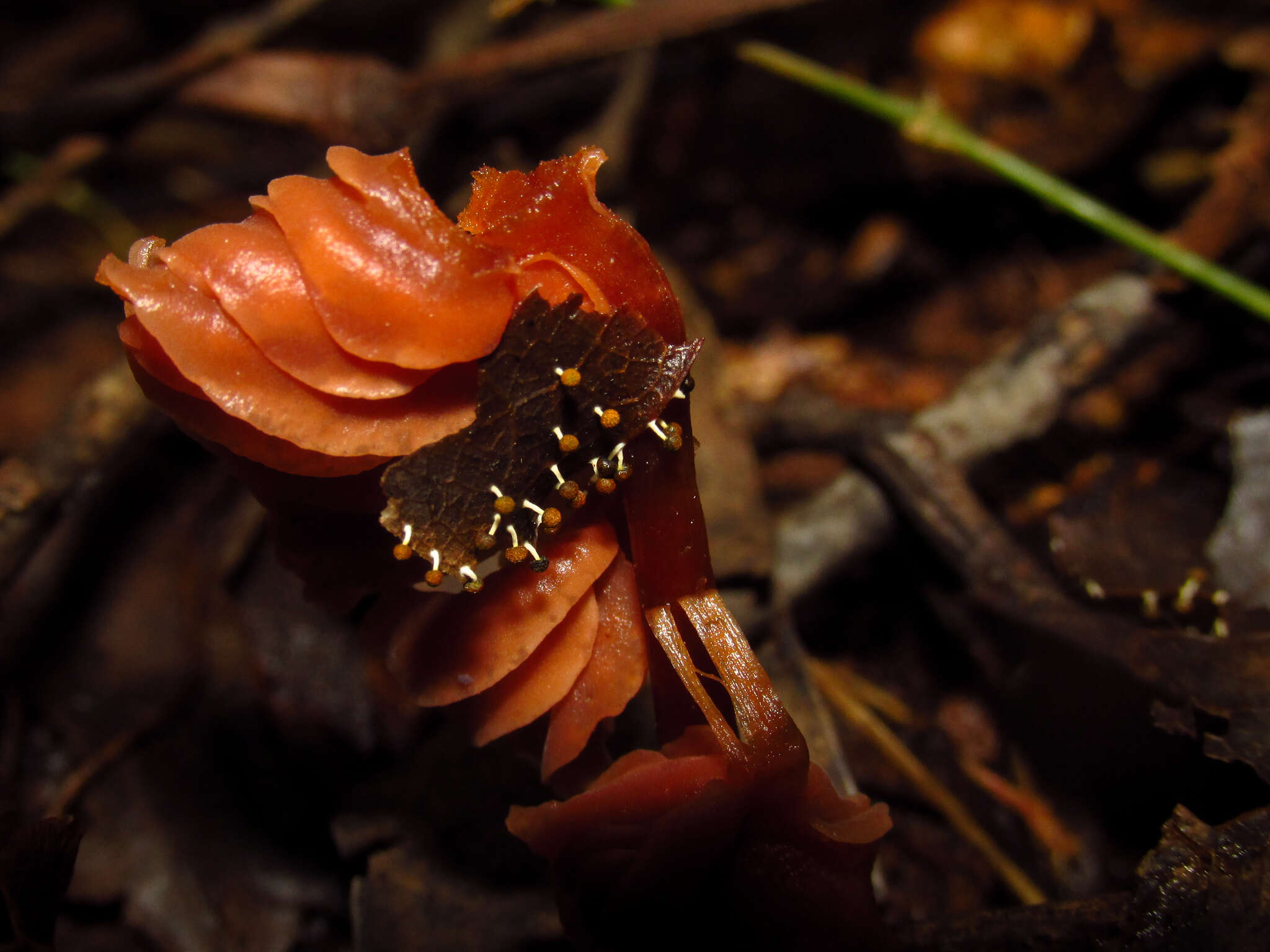 Image of Physarum melleum