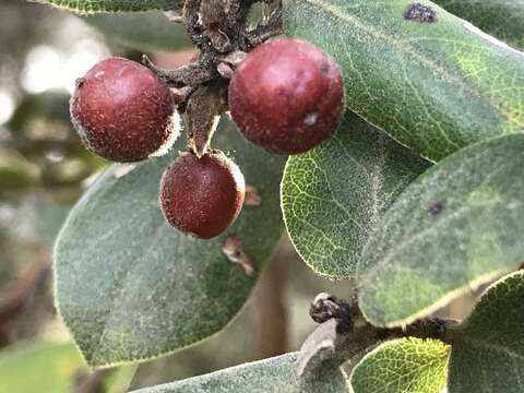 Image of woollyleaf manzanita