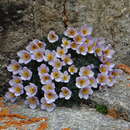 Image of Paraquilegia anemonoides (Willd.) Engl. ex O. E. Ulbr.