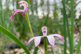 Caladenia clarkiae D. L. Jones resmi