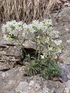 Image of branched draba