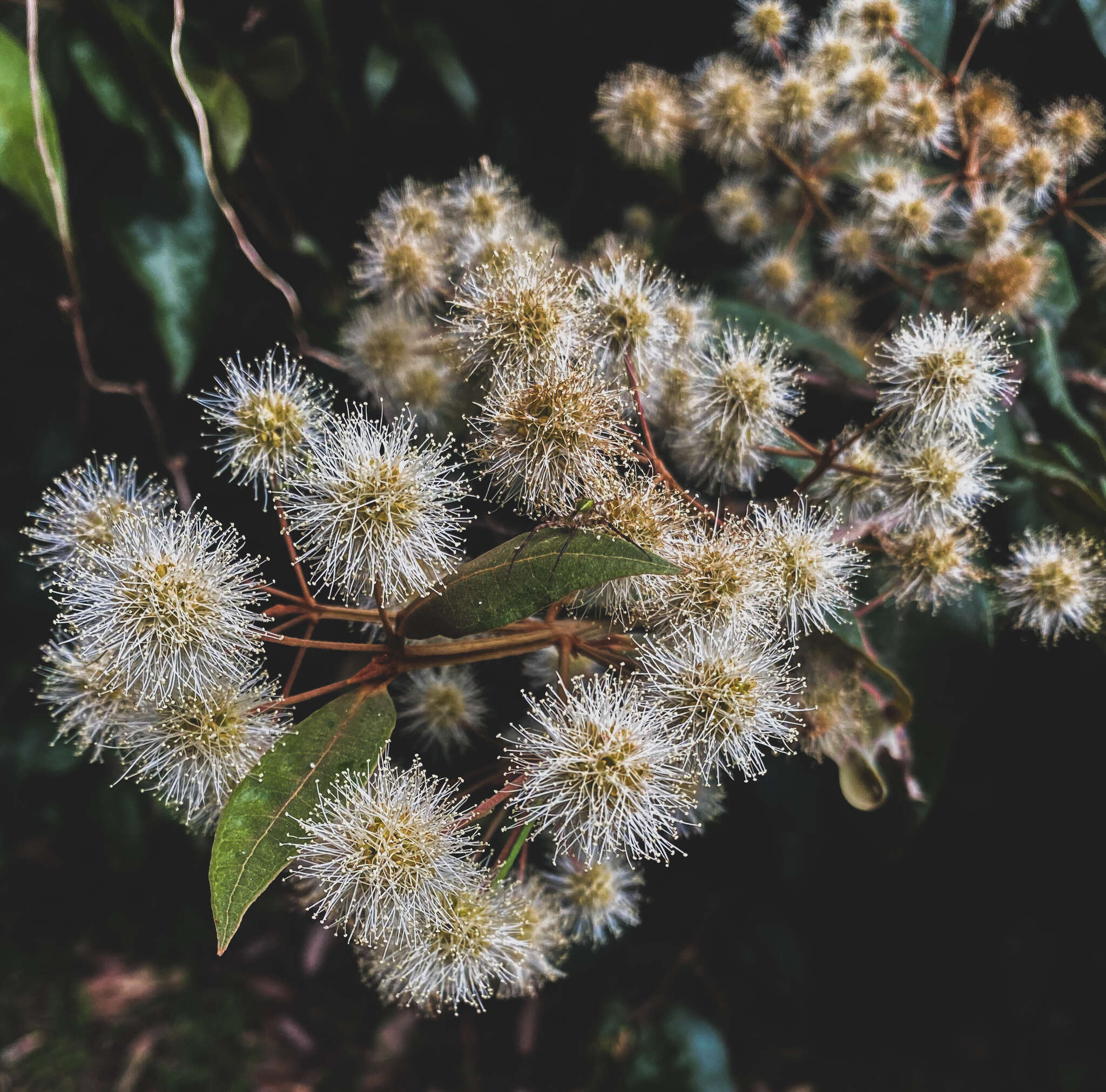 Image of Backhousia leptopetala (F. Müll.) M. G. Harr.