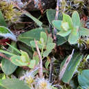 Image of Hypericum involutum (Labill.) Choisy