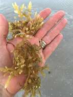 Image of Sargassum fluitans