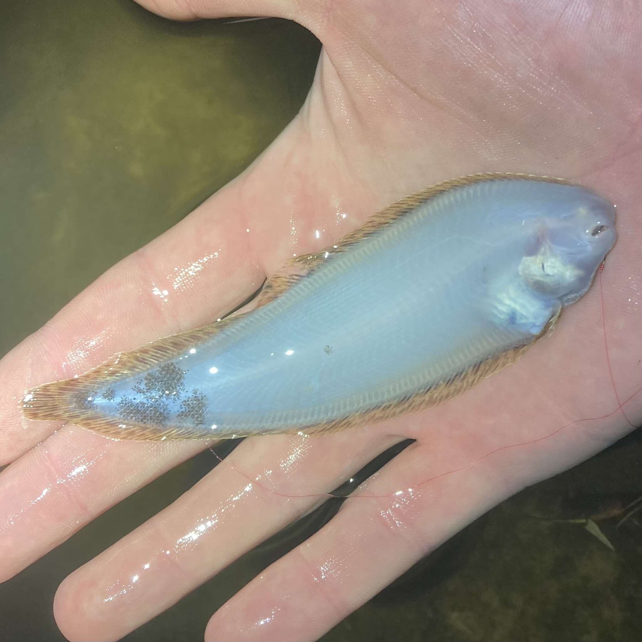 Image of Blackcheek Tonguefish