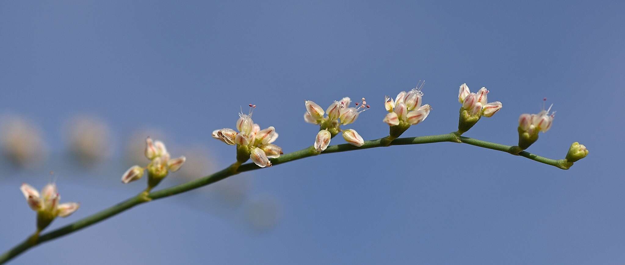 Image of Eriogonum exaltatum M. E. Jones