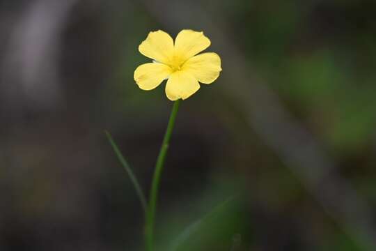 Turnera guianensis Aubl.的圖片