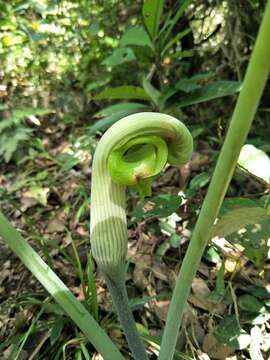 Image of Arisaema ringens (Thunb.) Schott