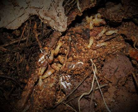 Image of Reticulitermes balkanensis Clément 1984