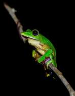 Image of Malabar Gliding Frog