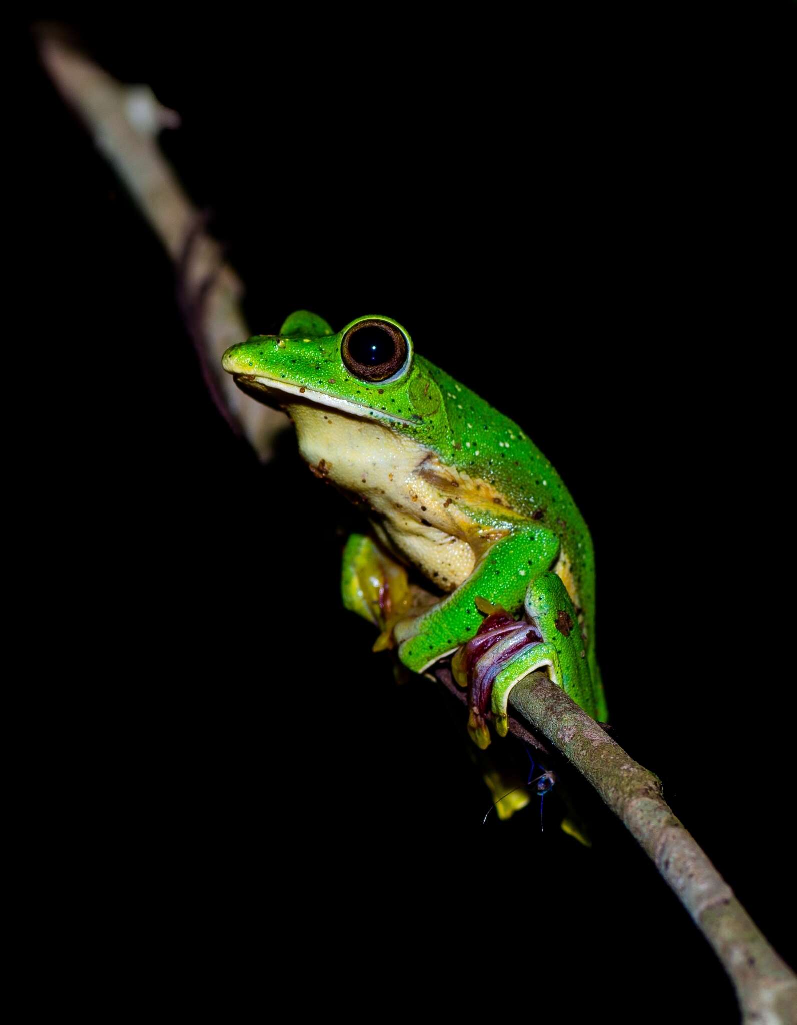 Imagem de Rhacophorus malabaricus Jerdon 1870