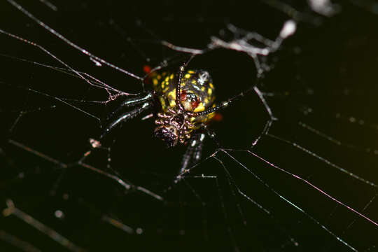 Image of Micrathena crassa (Keyserling 1864)