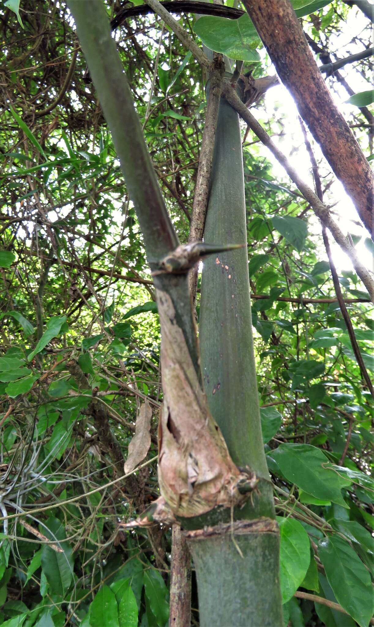 Image of American long-leaved bamboo