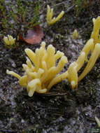 Clavaria argillacea Pers. 1797 resmi