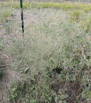 Imagem de Oenothera curtiflora W. L. Wagner & Hoch