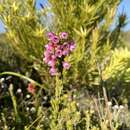 Image of Erica elimensis var. elimensis