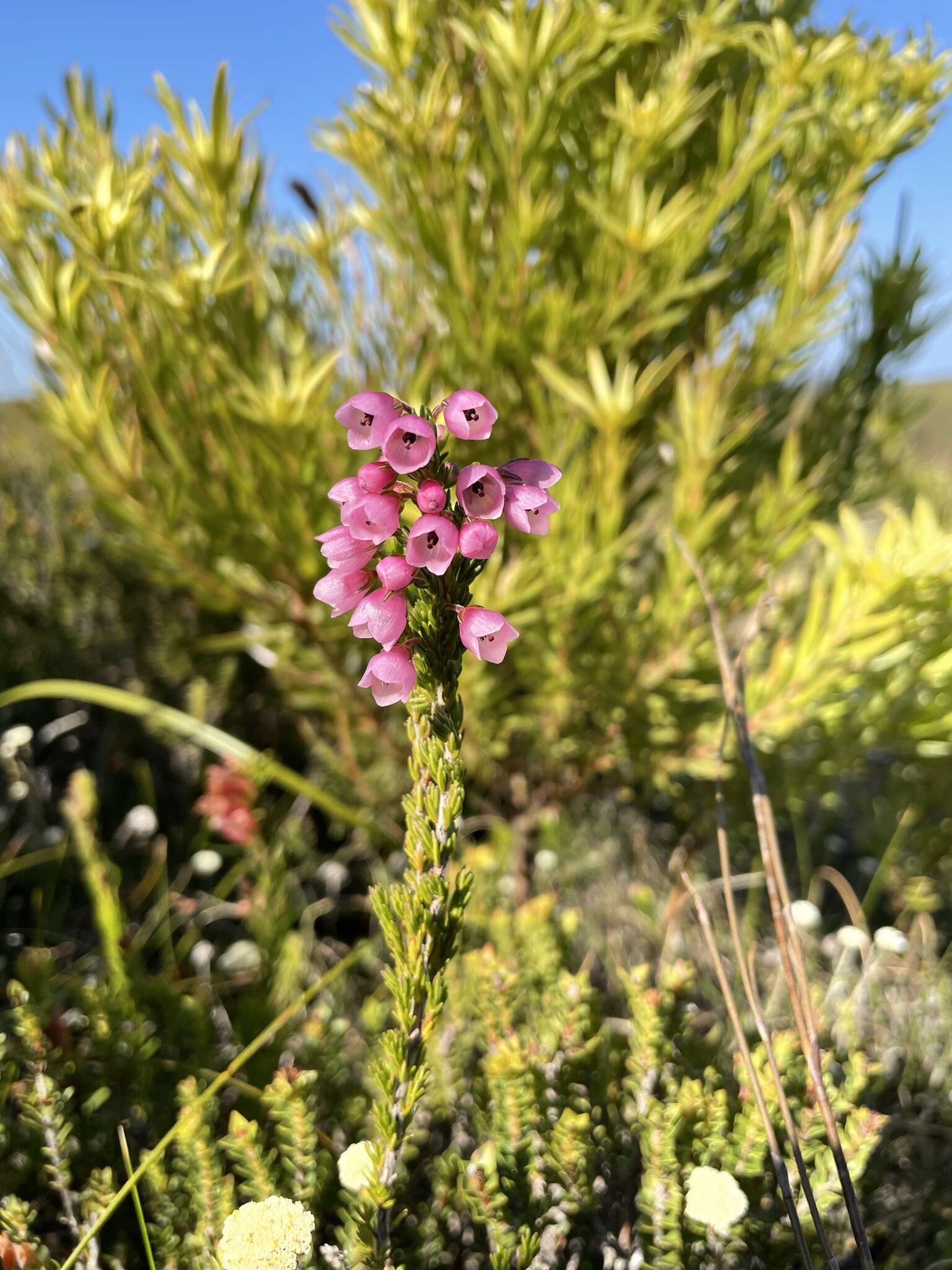 Слика од Erica elimensis var. elimensis