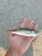 Image of Jack Mackerel