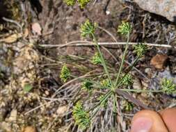 Слика од Lomatium howellii (S. Wats.) Jepson