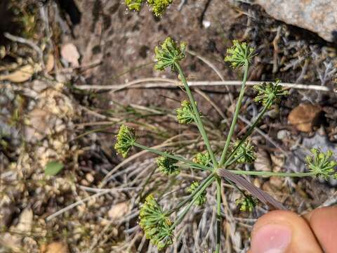 Image of Howell's biscuitroot