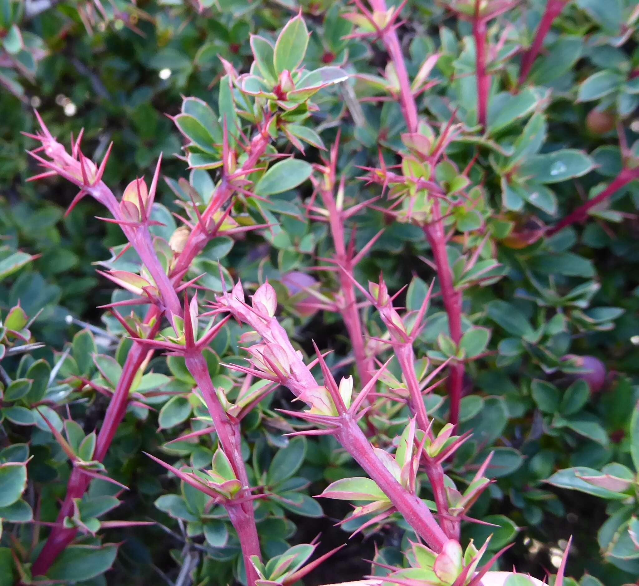 Image of Berberis tsarica Ahrendt