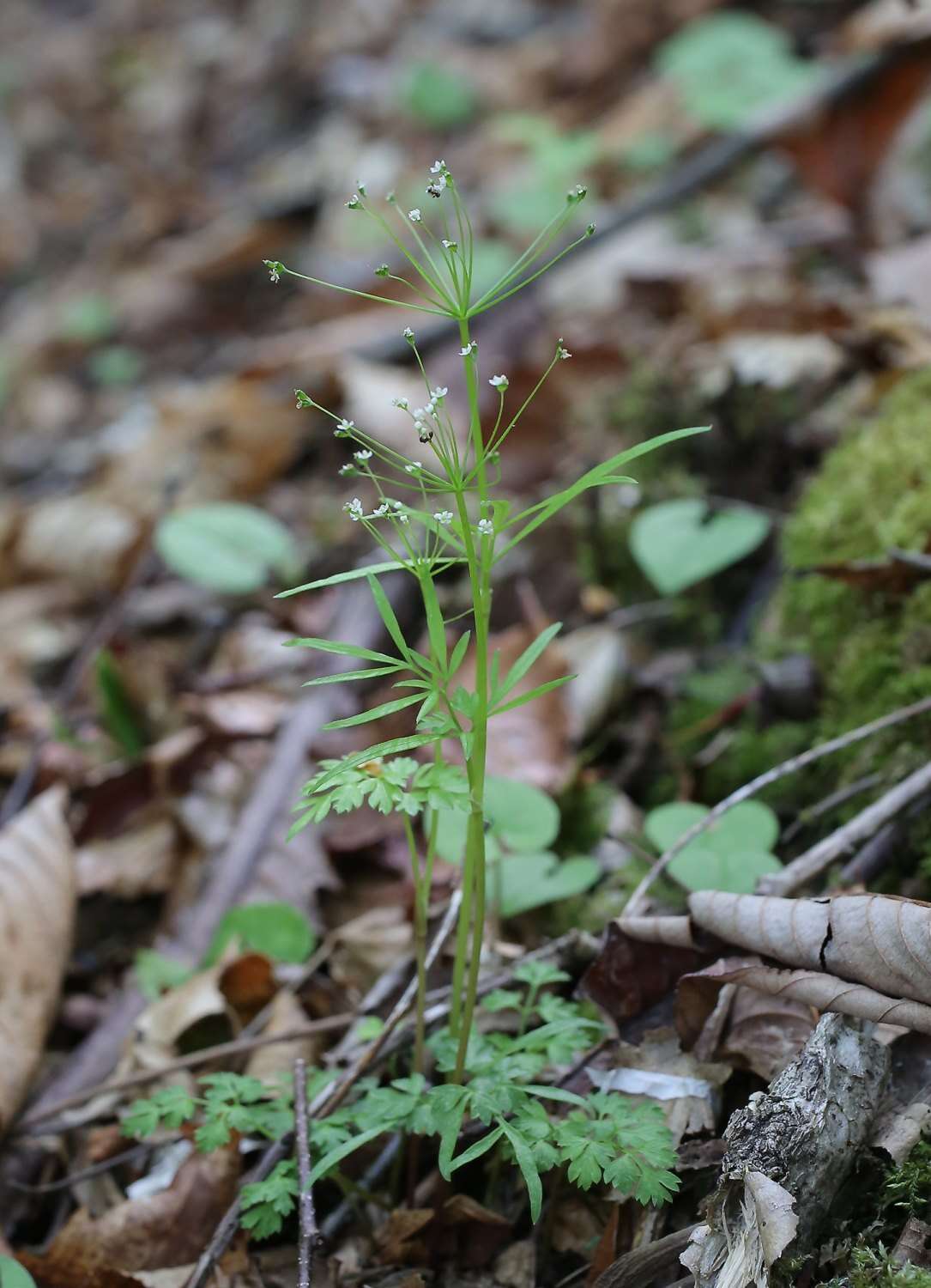 Pternopetalum tanakae (Franch. & Sav.) Hand.-Mazz. resmi