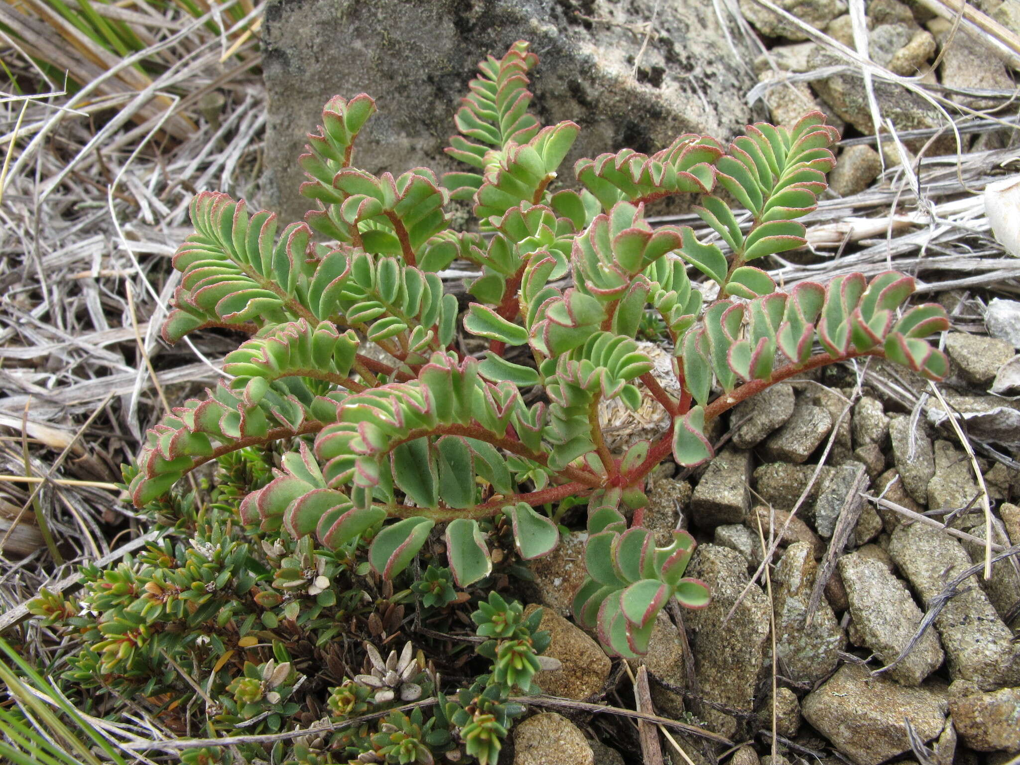 Image of <i>Montigena novae-zelandiae</i>