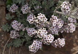 Image of alpine false candytuft