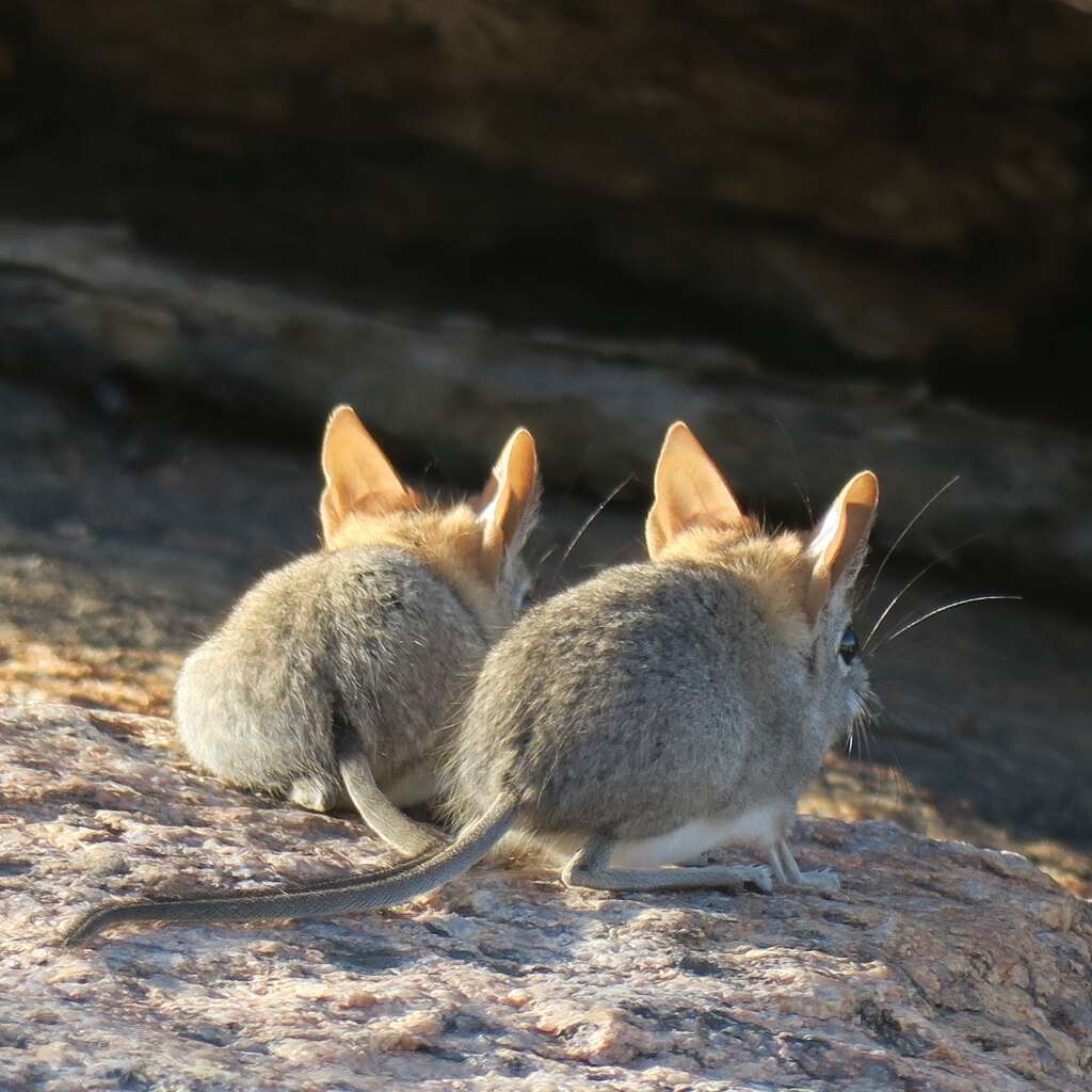 Image of Western Rock Elephant Shrew