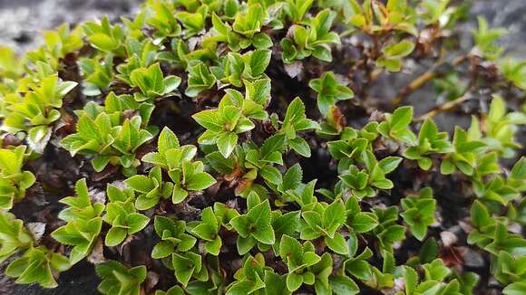 Image of Salix berberifolia subsp. tschuktschorum (A. Skvorts.) Worosch.