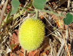 Image of Hedgehog cucumber