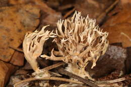 Lentaria micheneri (Berk. & M. A. Curtis) Corner 1950 resmi