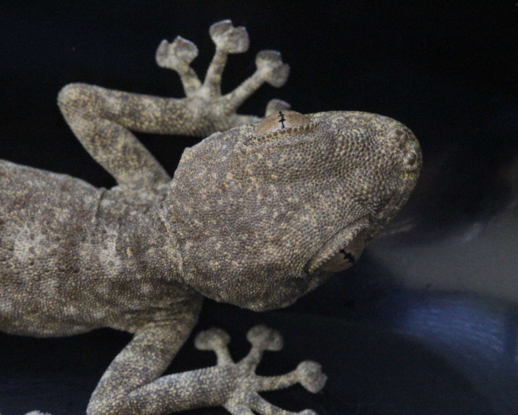 Image of Fan-fingered gecko