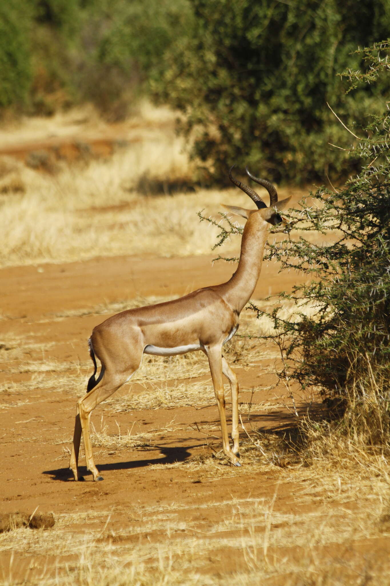 Image of Litocranius Kohl 1886