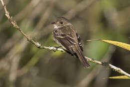 Image of White-throated Flycatcher