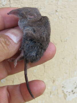 Image of Chestnut-bellied Shrew