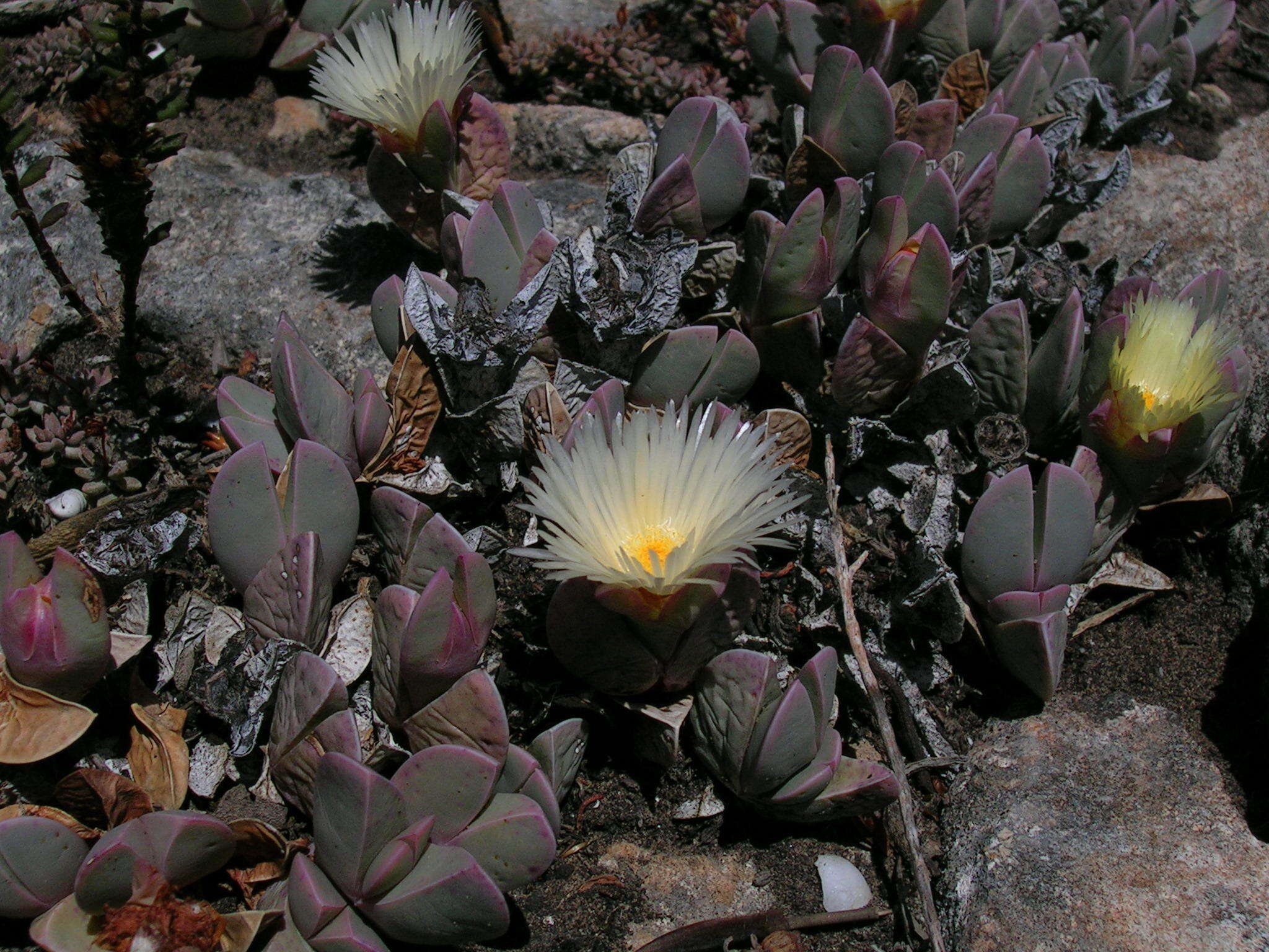 Image of Braunsia vanrensburgii (L. Bol.) L. Bol.