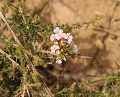 Image of Muraltia dispersa Levyns