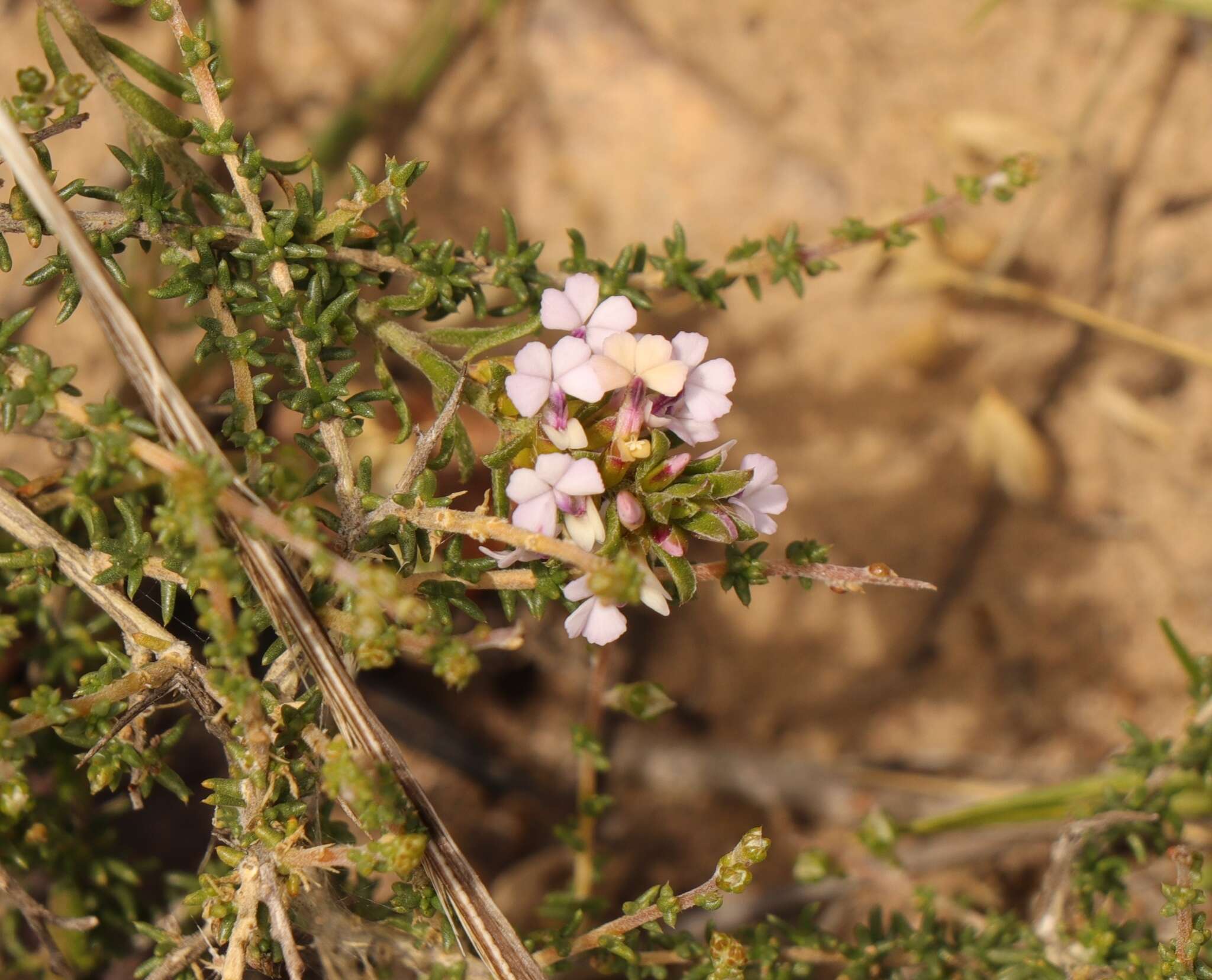 Image of Muraltia dispersa Levyns