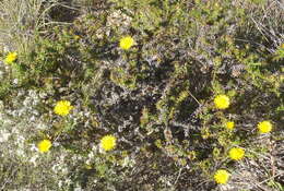 Image of Oedera imbricata Lam.