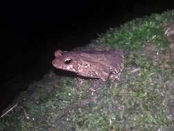 Image of Rhinella alata (Thominot 1884)