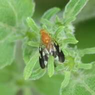 Image of Gymnocarena bicolor Foote 1960